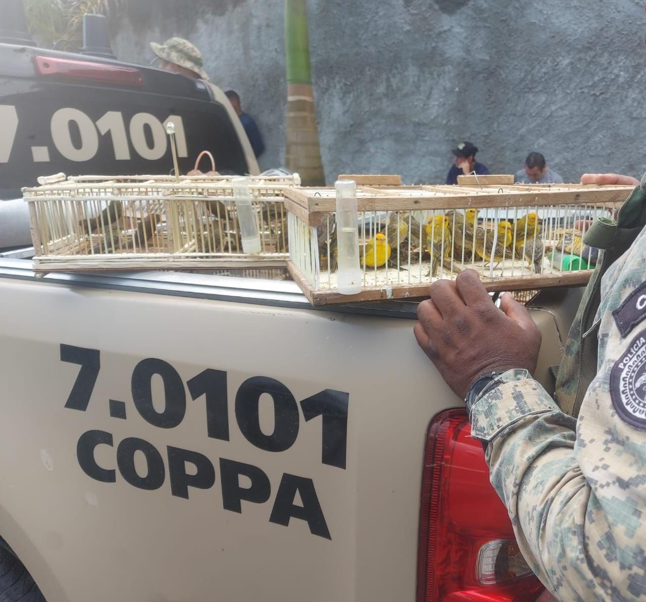 Aves apreendidas pela COPPA, em feira popular de Simões Filho. Foto: COPPA / Divulgação