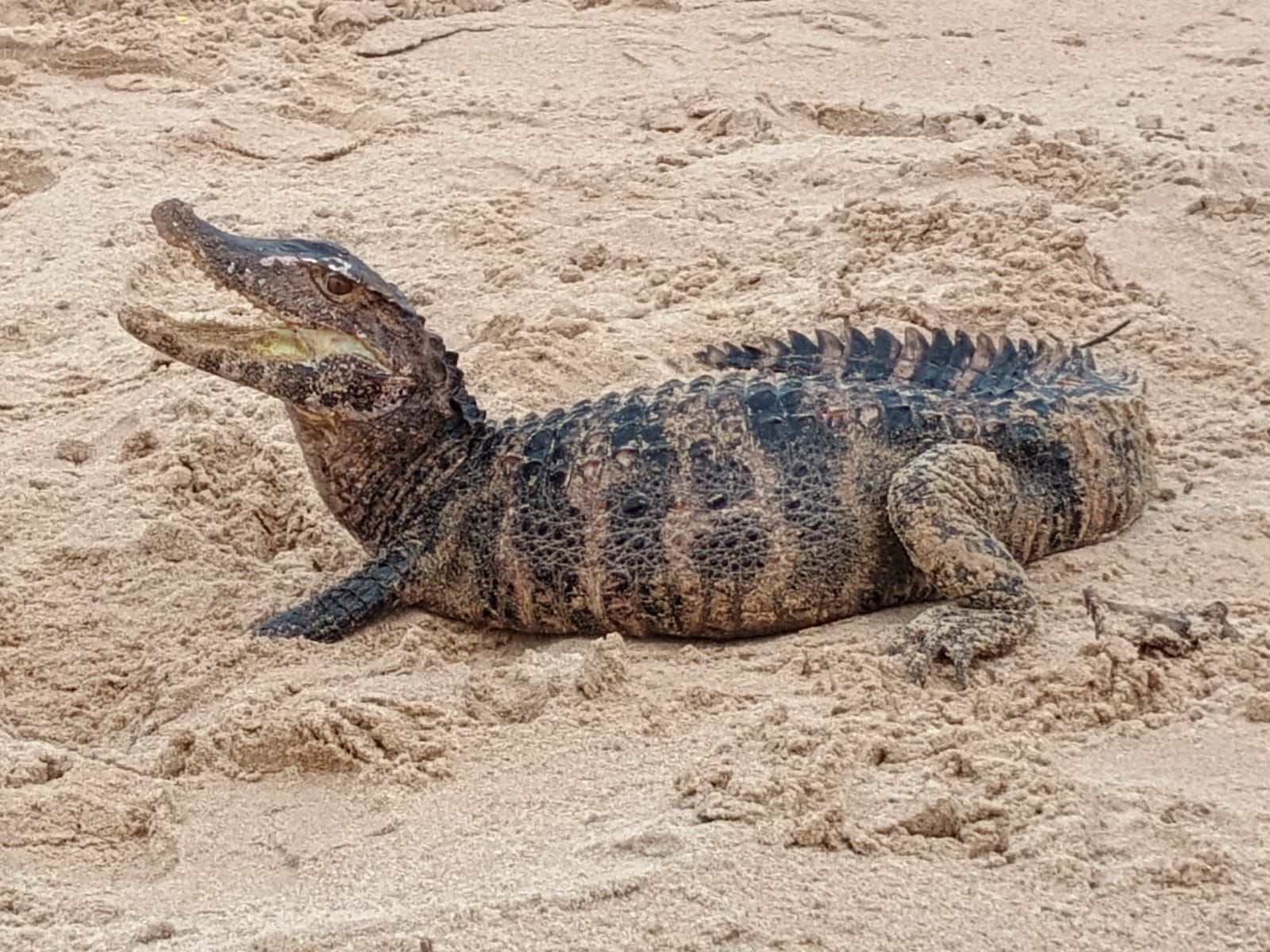 Ninguém foi ferido pelo jacaré. Foto: COPPA