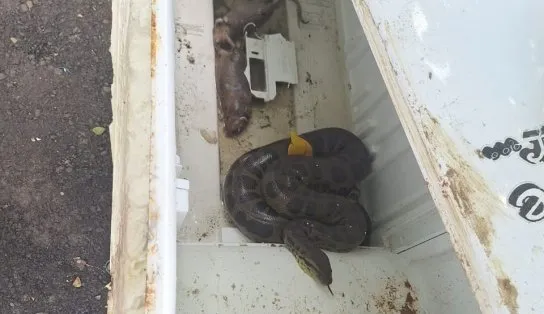 Quatro cobras são resgatadas em Salvador nesta quinta-feira