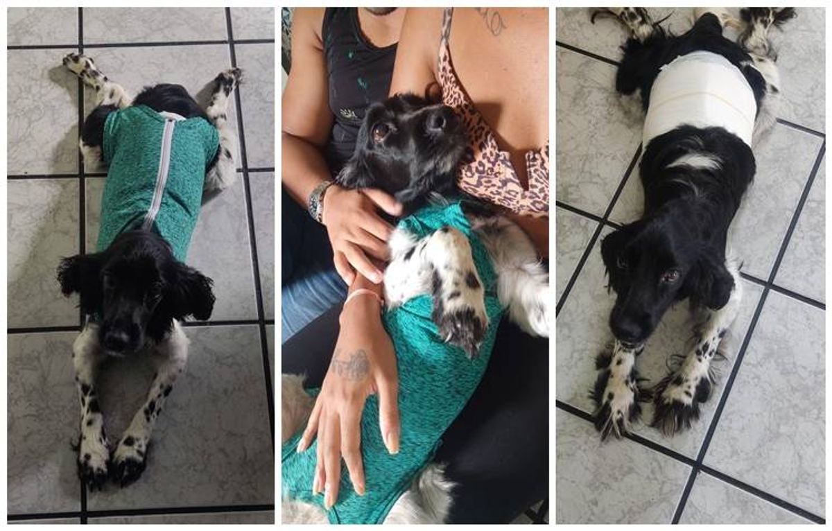 Tutora realiza campanha para custear cirurgia de cocker spaniel vítima ...