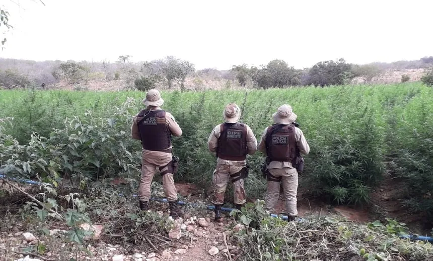 Com ajuda de drone PM localiza 115 mil pés de maconha em Chorrochó