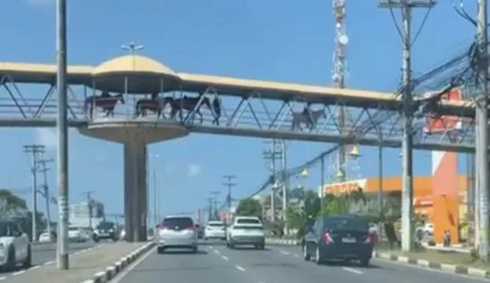 A passarela tá diferente! Cavalos são vistos atravessando a passarela da Estação Mussurunga