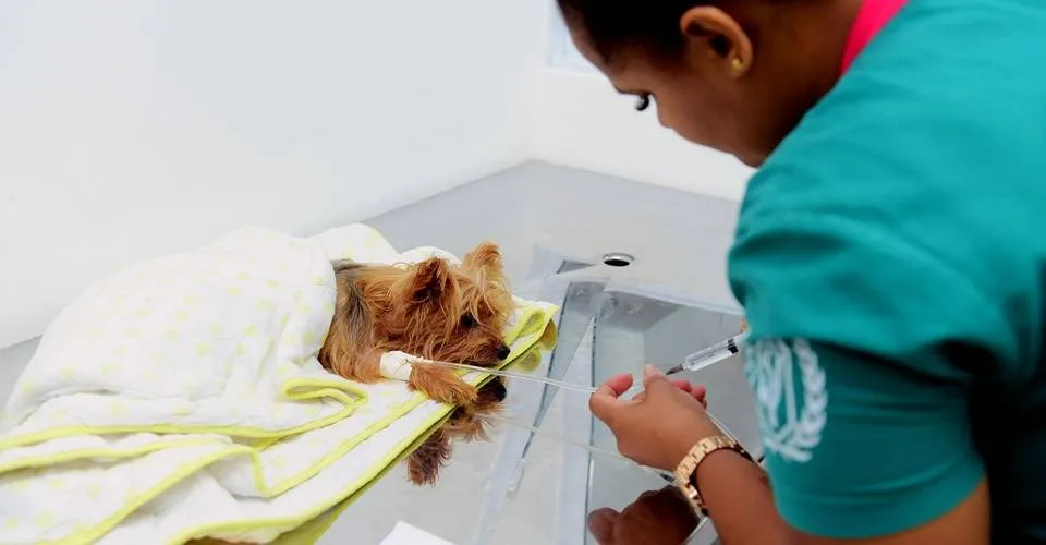 Hospital Veterinário de Salvador registra mais de 14 mil atendimentos em 45 dias