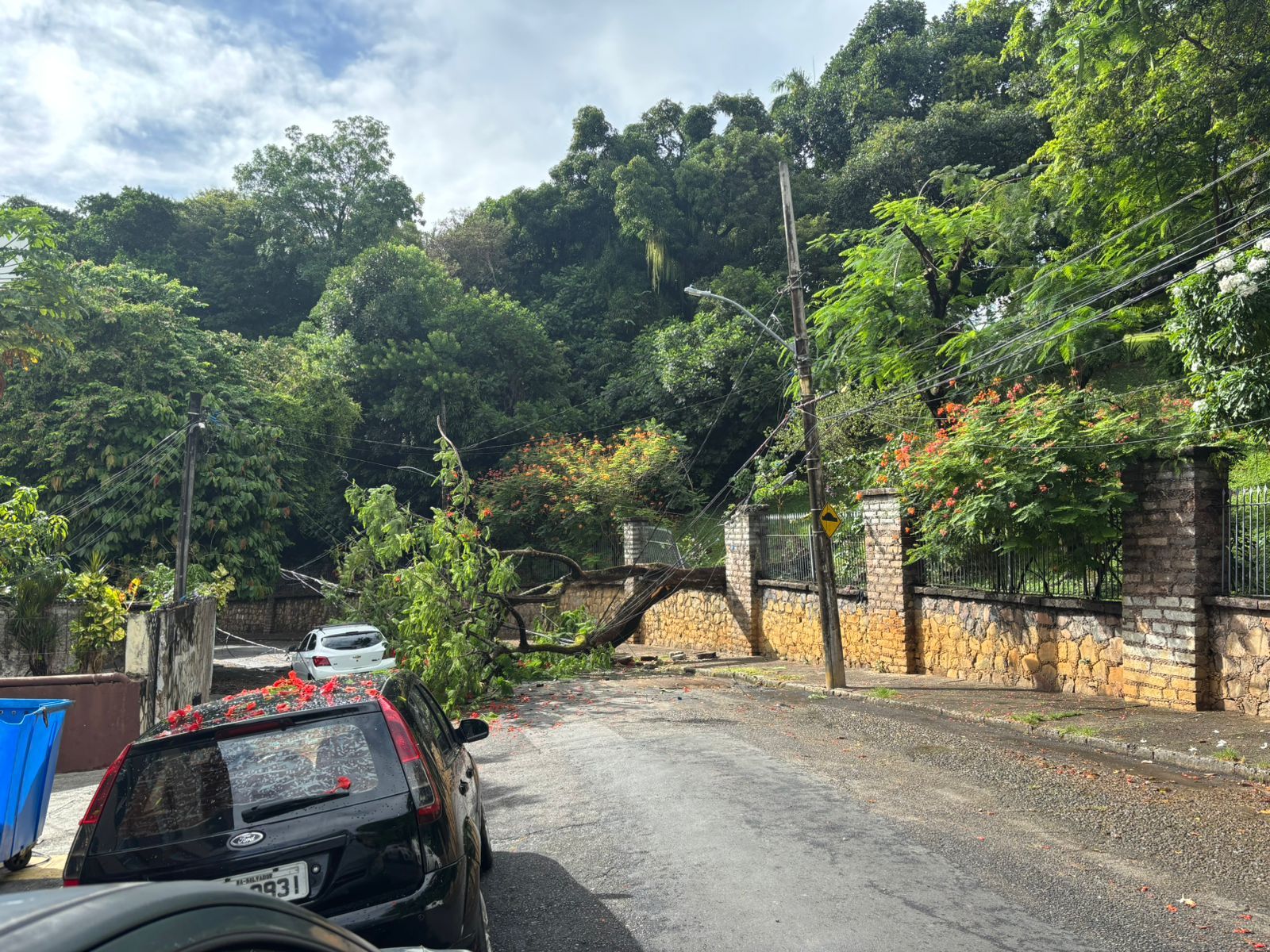 &Aacute;rvore Ca&iacute;da Da Na Barra Ap&oacute;s Chuva. Foto: Reprodu&ccedil;&atilde;o redes sociais 