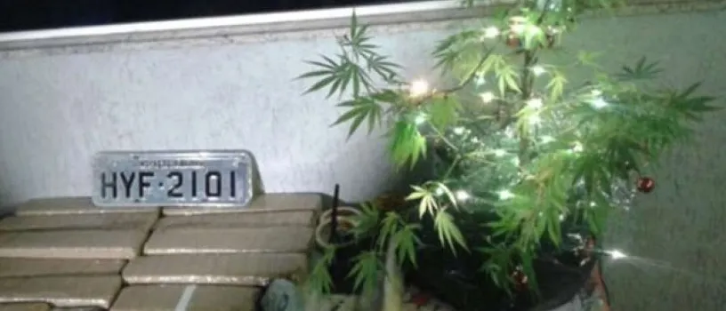 “DINGO BEL” Três homens são presos por trafico; Na casa um pé de maconha que era usado como árvore de Natal