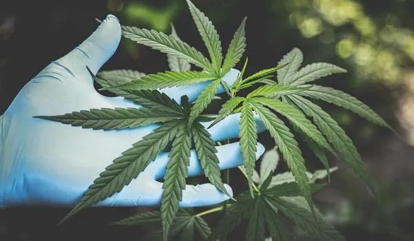 Senado Mexicano aprova legalização da maconha e lei deve ser votada na Câmara dos Deputados em dezembro