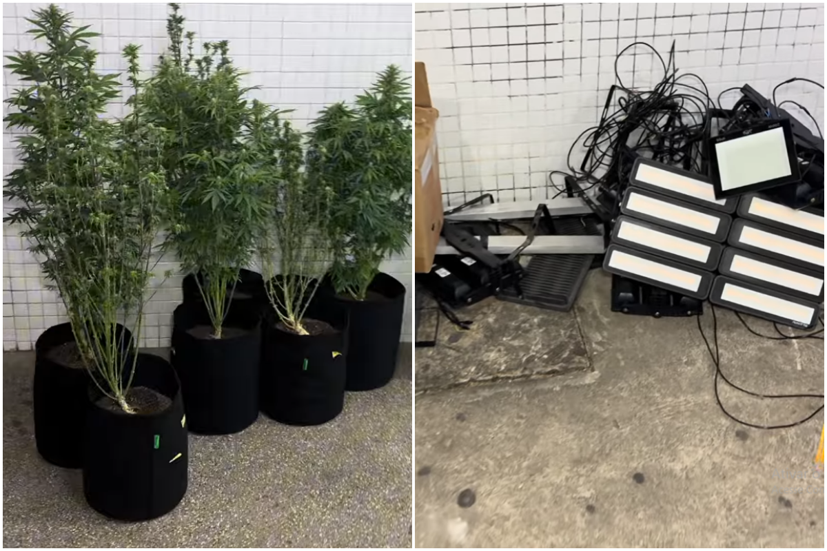 Uma a&ccedil;&atilde;o da Pol&iacute;cia Militar encontrou uma estufa clandestina com mais de 50 p&eacute;s de maconha dentro de um im&oacute;vel no Bonfim, em Salvador; Foto: Al&ocirc; Juca