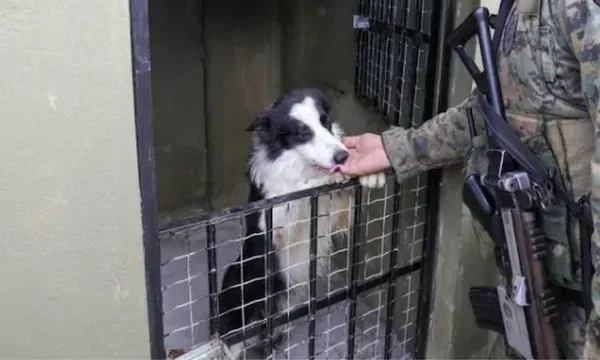 MPBA abre investiga&ccedil;&atilde;o sobre supostos maus-tratos a c&atilde;es da Brigada K9 em Salvador. Foto: Divulga&ccedil;&atilde;o