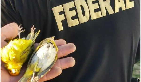 Maior traficante de aves do Brasil é alvo da PF durante operação com ações na Bahia 