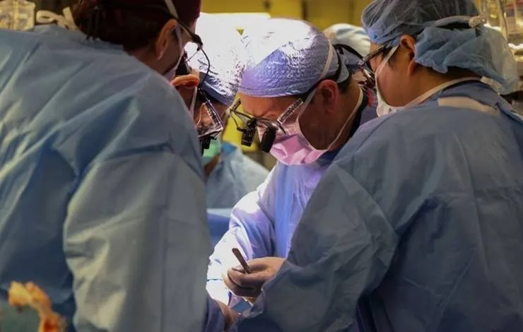 Cirurgião brasileiro comanda 1° transplante de rim de porco para humano vivo