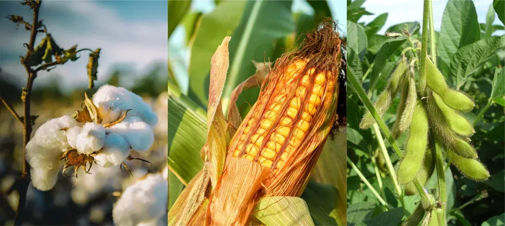Quais são os principais produtos do agronegócio na Bahia?