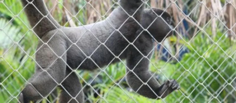 FEBRE AMARELA: Secretaria afirma que macacos do Zoológico não oferecem risco relacionado à doença