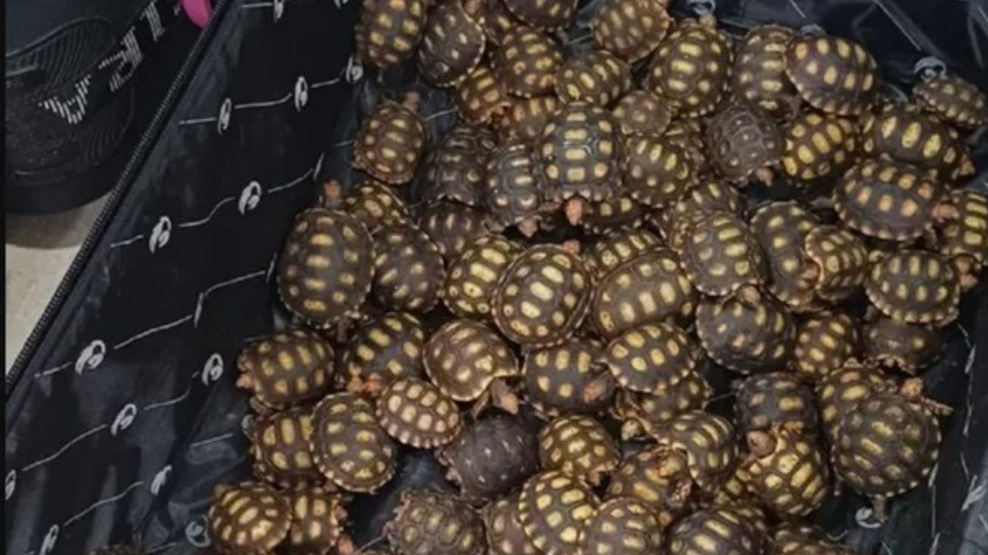 Jabutis s&atilde;o apreendidos pela PFF