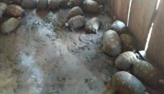 Mais de 200 animais silvestres são resgatados de um cativeiro no interior da Bahia