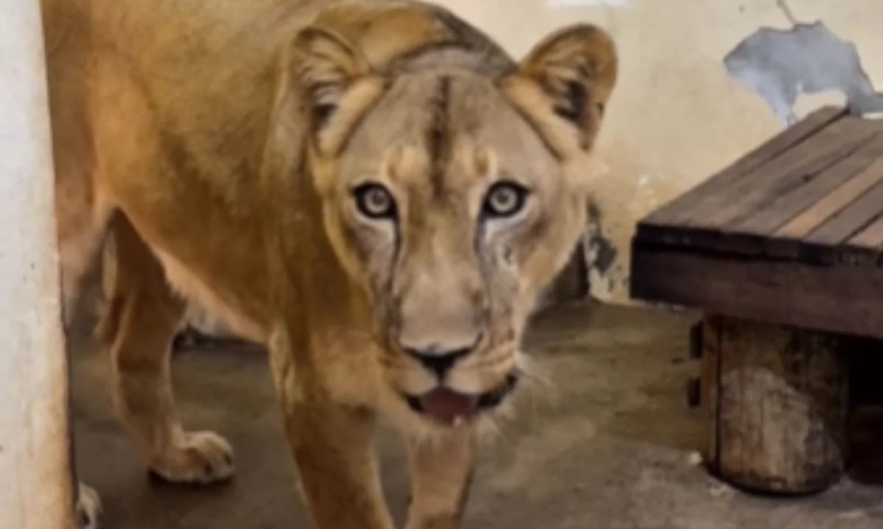 Leoa retorna ao recinto após morte de jovem. Foto: Reprodução