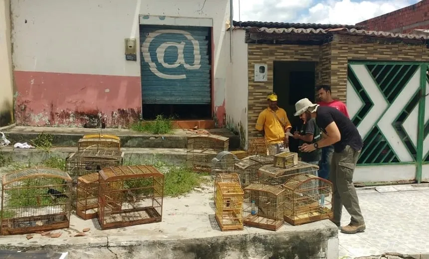 Mais de 80 aves silvestres são libertadas pela polícia e Inema em Pindobaçu