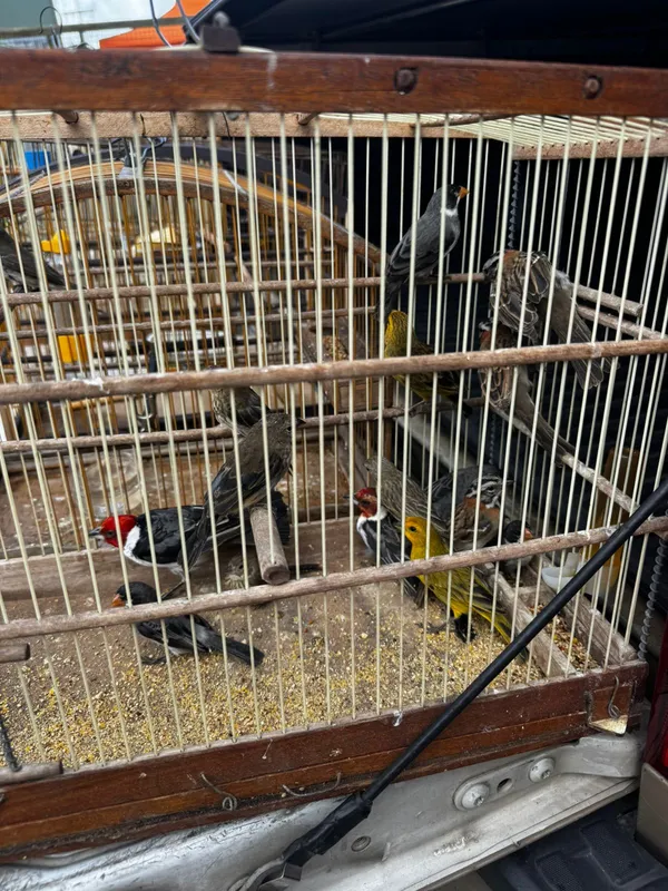 Aves são apreendidas em Simões Filho | Foto: divulgação/Coppa