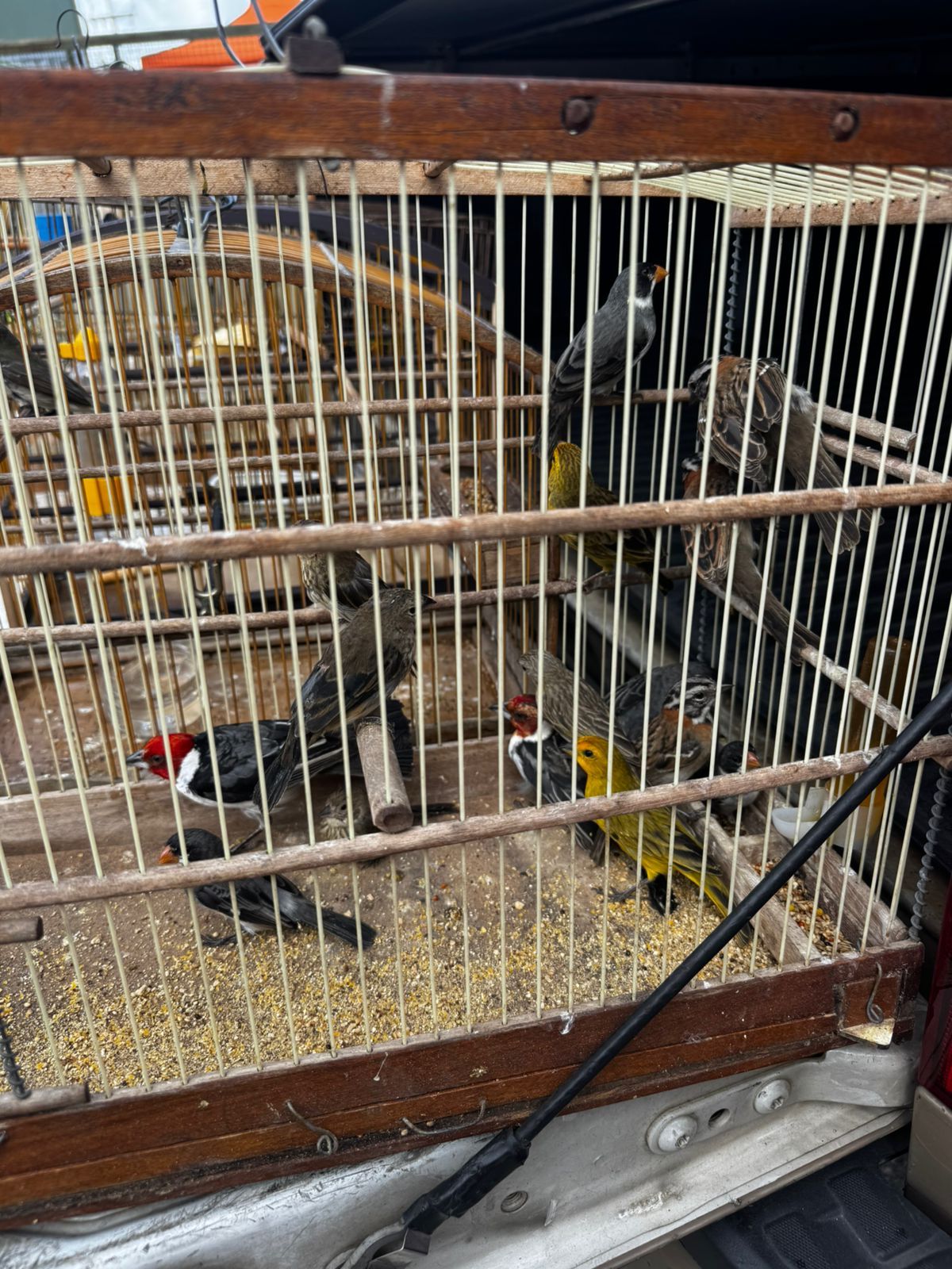 Aves são apreendidas em Simões Filho | Foto: divulgação/Coppa