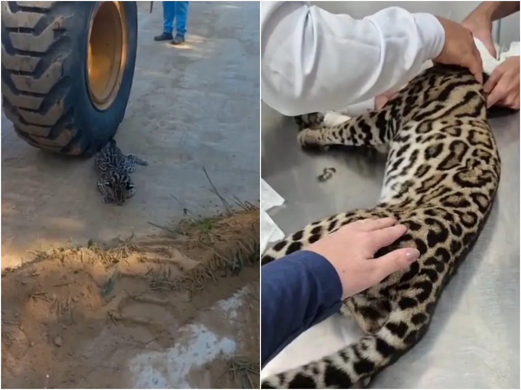 Jaguatirica atropelada é resgatada por bombeiros no Vale do Jiquiriçá