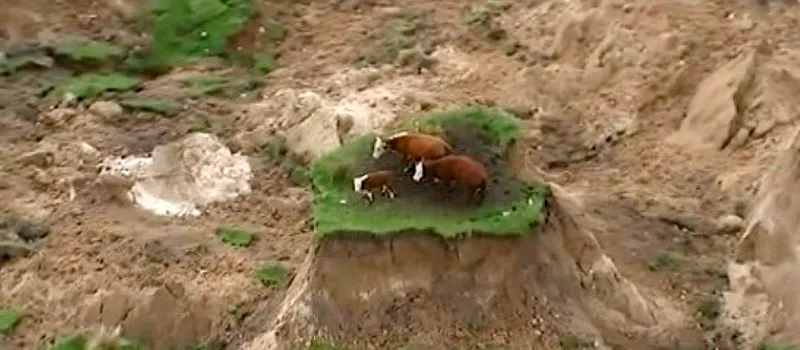 TREMOR: Vacas ‘sortudas’ sobrevivem a terremoto e ficam isoladas na Nova Zelândia
