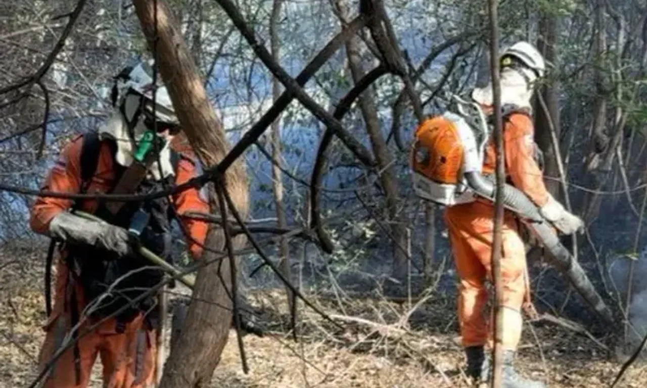 Incêndios florestais na Bahia. Foto: Reprodução