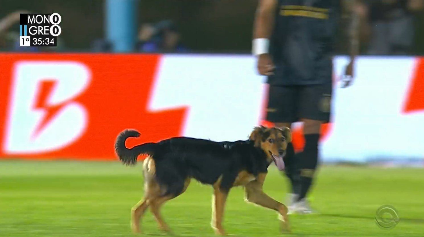 Cachorro invade o gramado em Novo Hamburgo. Foto: Reprodução/Premiere