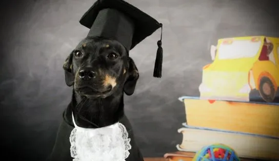 Cachorros recebem boletim e até diploma de creches para animais; veja fotos