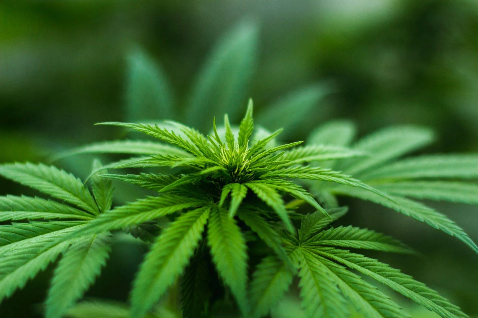 Julgamento sobre porte de drogas está marcado para quarta-feira (6)