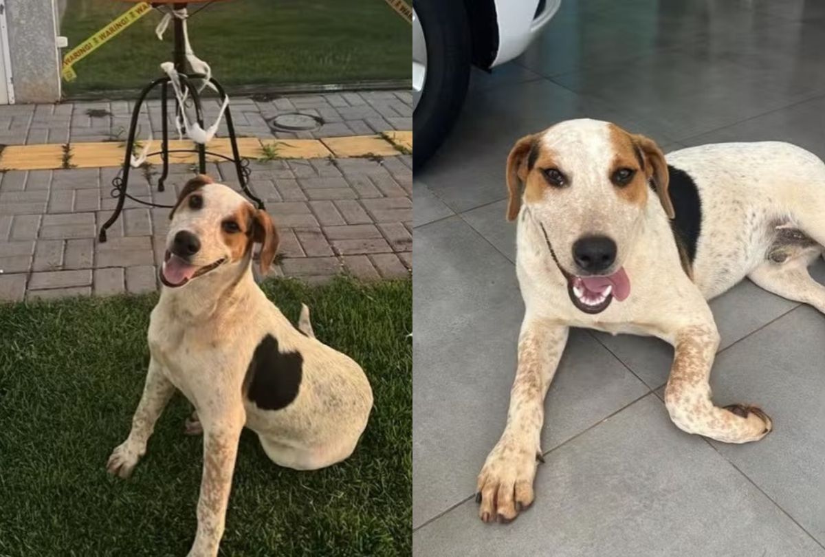 Abacate, Cachorro Adotado Por Moradores Do Bairro Tocantins, Em Toledo, No Oeste Do Paran&aacute;, Morreu Ap&oacute;s Ser Baleado Reprodu&ccedil;&atilde;o Instagram @cimouraa