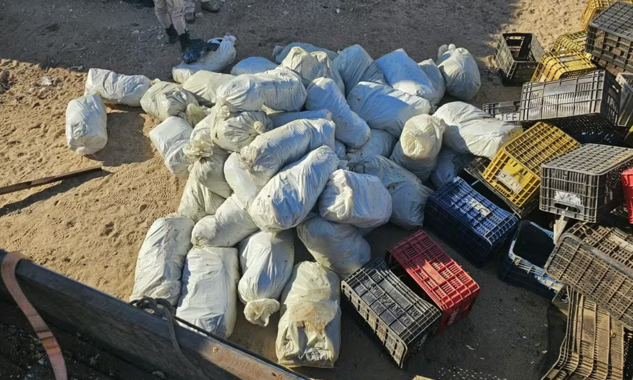 Motorista &eacute; flagrado com mais de 300 kg de maconha escondidos em carga de verduras na Bahia. Foto: Divulga&ccedil;&atilde;o | PRF