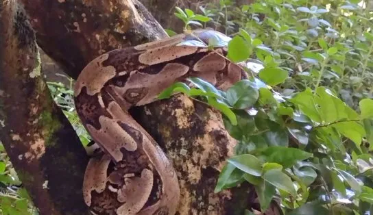 "Que cobrão! "Jiboia de dois metros e sete quilos é encontrada em condomínio do Stiep