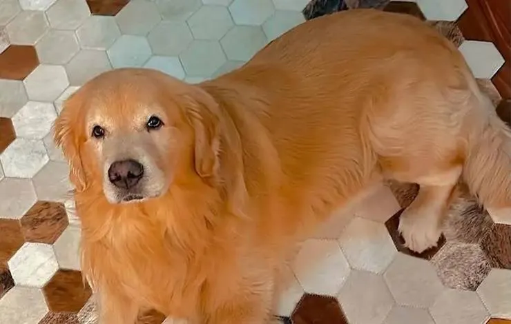 Com caso Joca, companhias aéreas estudam rastrear animais transportados em voos