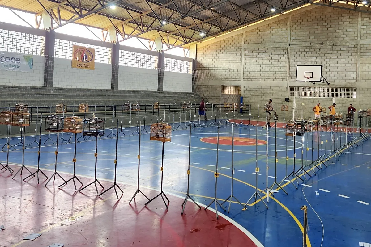 competição de canto de pássaros extremo Sul