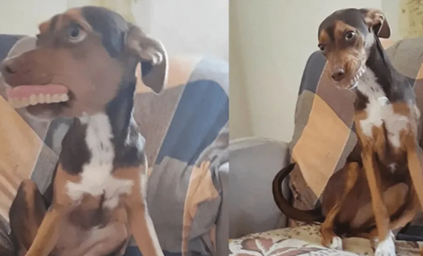Cadela furta dentadura e é flagrada com ?novo sorriso?