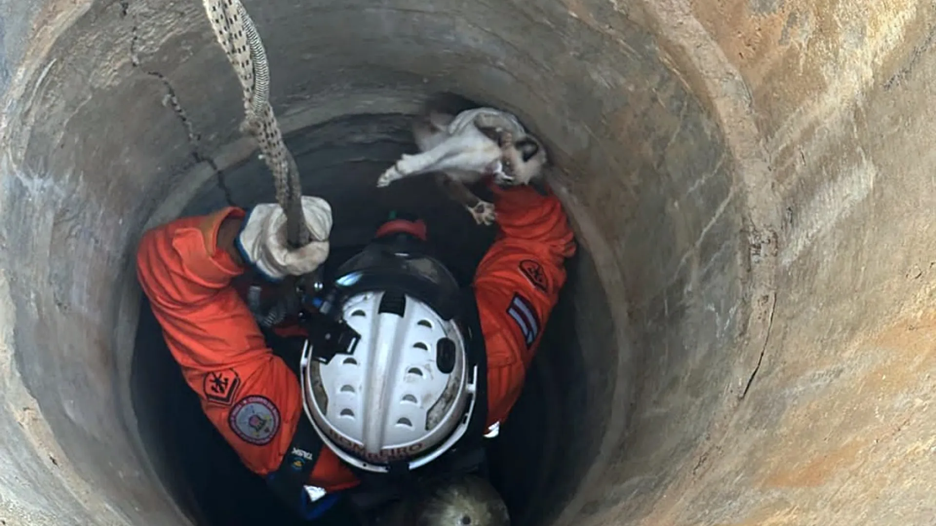 Bombeiros do 20&ordm; Batalh&atilde;o usaram equipamentos de seguran&ccedil;a para acessar o polo e resgatar o gato preso. Foto: Divulga&ccedil;&atilde;o/Corpo de Bombeiros