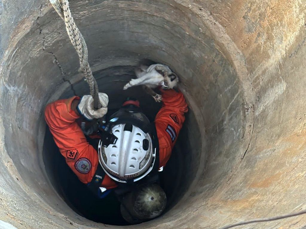 Bombeiros do 20º Batalhão usaram equipamentos de segurança para acessar o polo e resgatar o gato preso. Foto: Divulgação/Corpo de Bombeiros