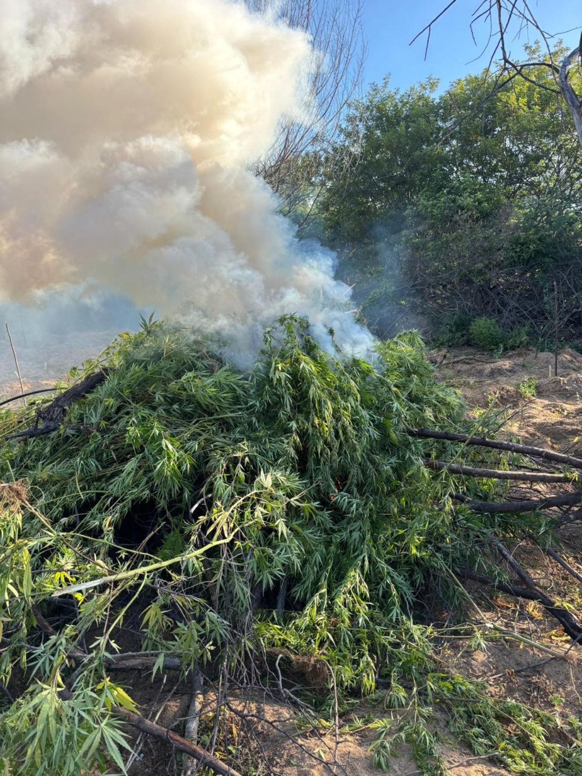 Mais de 4 mil pés de maconha foram erradicados na cidade baiana de Casa Nova, durante uma ação da Polícia Militar. Foto: PMBA