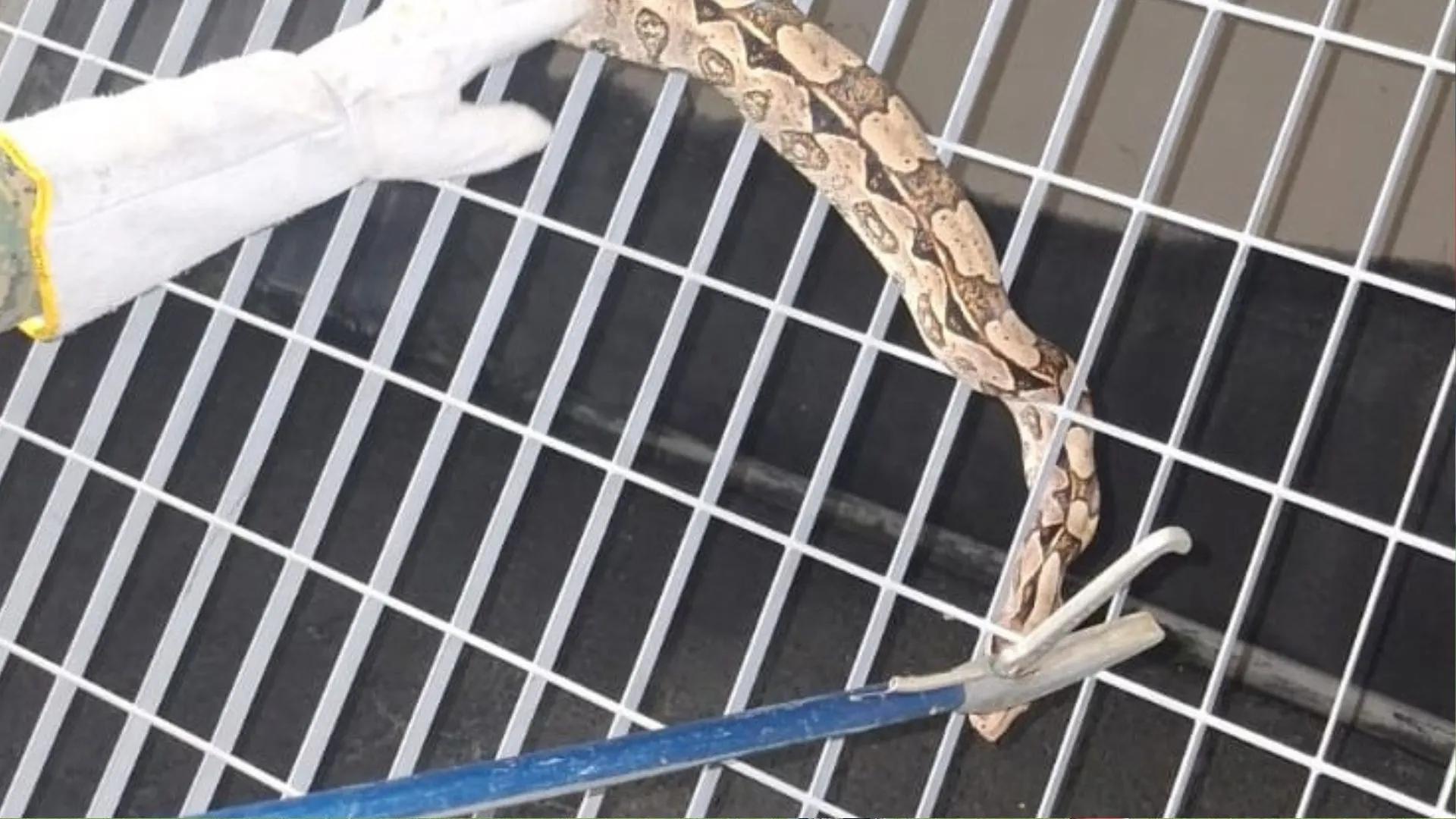 Jiboia é encontrada no metrô de Salvador; animal foi resgatado por PMs