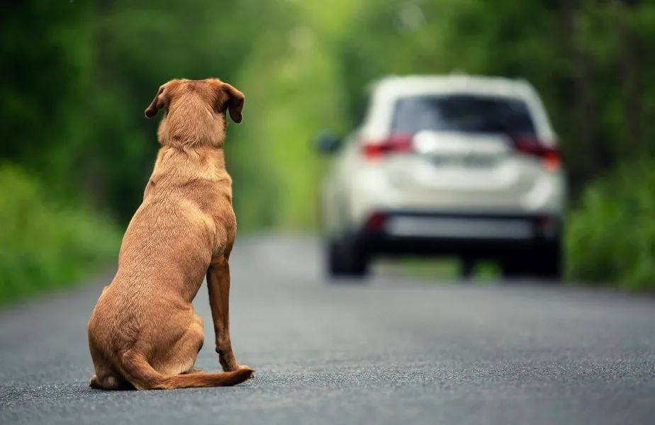 Abandono de animais com carro pode suspender CNH do motorista