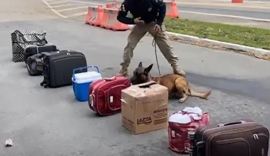 Cão policial descobre 5kg de maconha escondida em bagagem de passageira de ônibus na Bahia