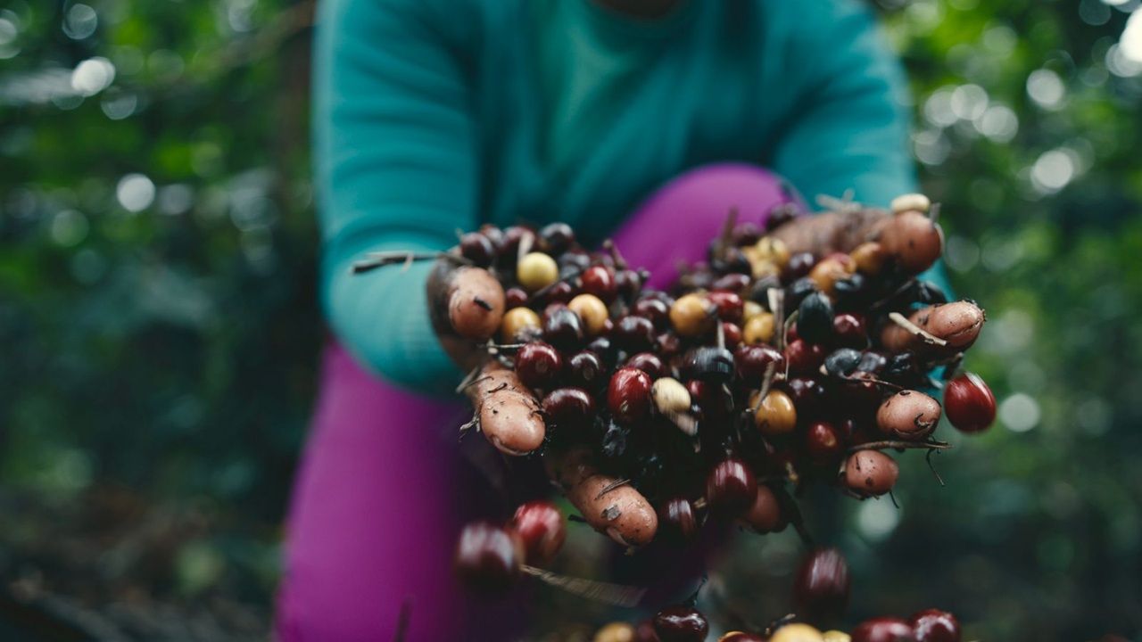 Festival Baiano De Cafés Inicia Venda De Ingressos Para Edição 2025