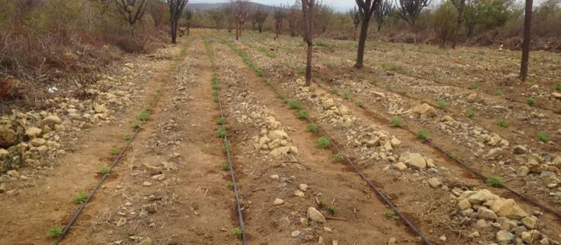 MIRANGABA: Mais de 115 mil pés de maconha são encontrados no interior do estado
