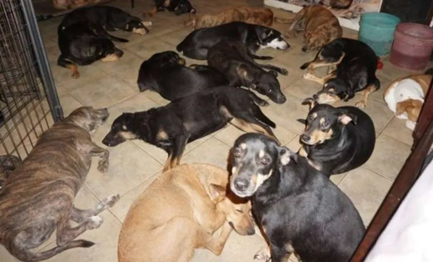 Mulher resgata 97 cães por ameaça de furacão Dorian, nas Bahamas 