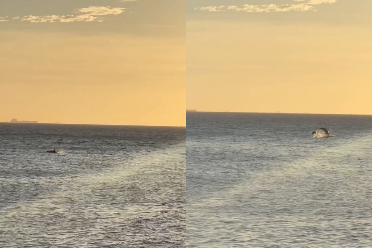 Golfinhos. | Foto: Reprodu&ccedil;&atilde;o Rede Social 