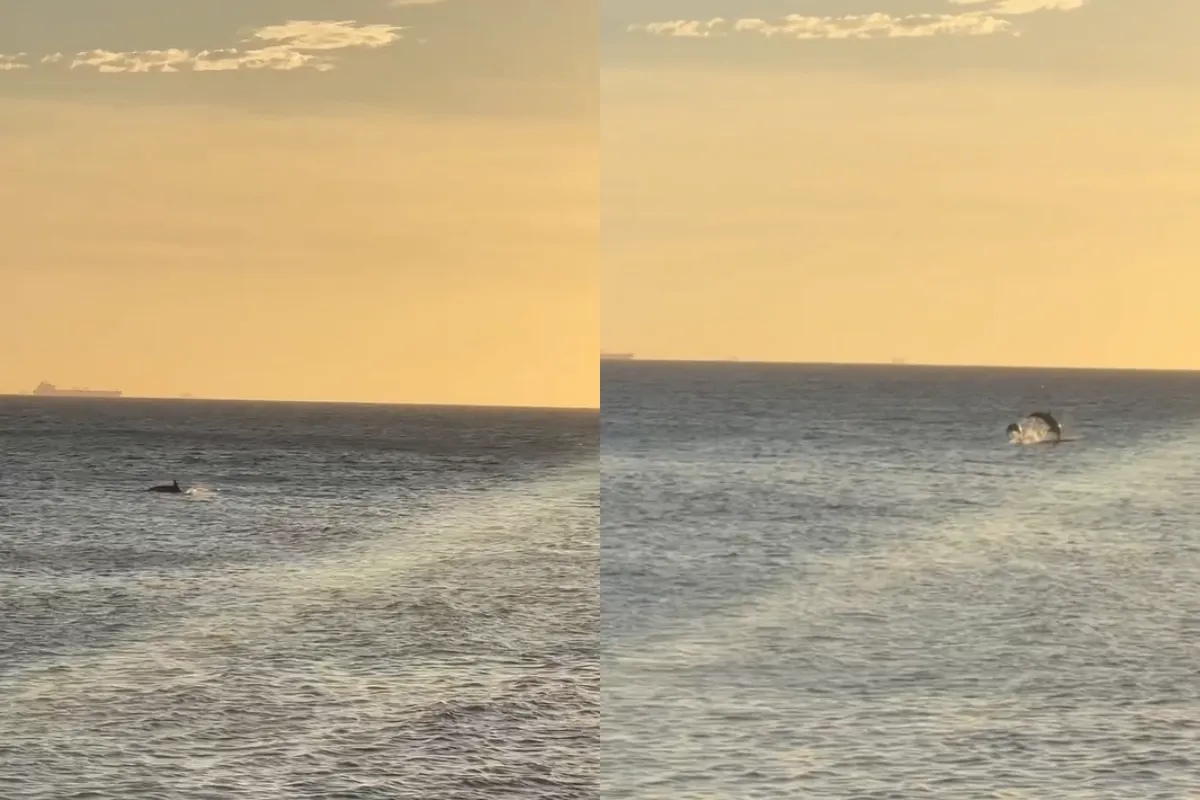 Vídeo: golfinhos encantam turistas em fim de tarde no Rio Vermelho