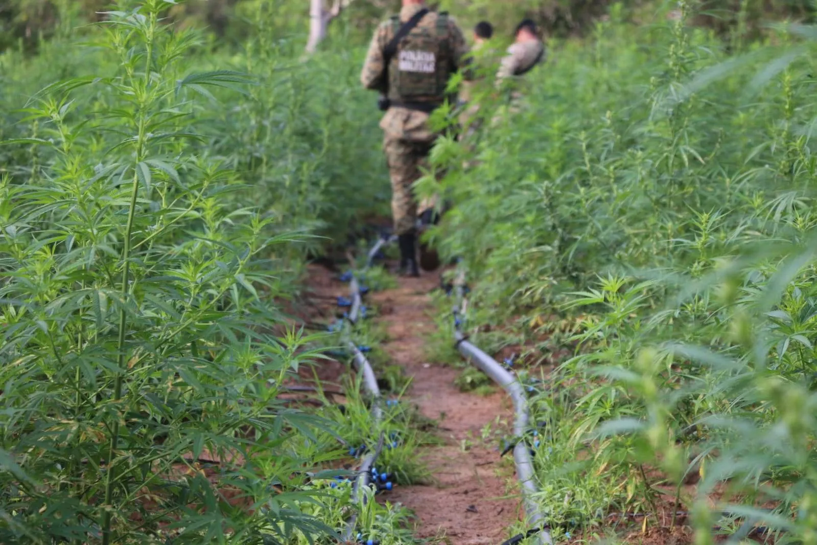 PM e PF desmontam roça de maconha em sítio na Bahia; plantação renderia 2 toneladas da erva