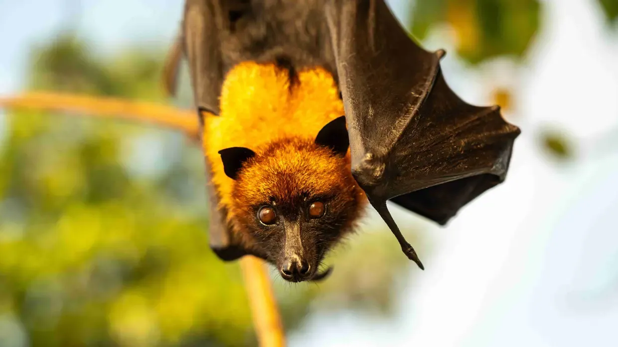 Morcego Que Existe No Brasil Pode Transmitir Agende Infeccioso   Foto Artem Stepanov Shutterstock