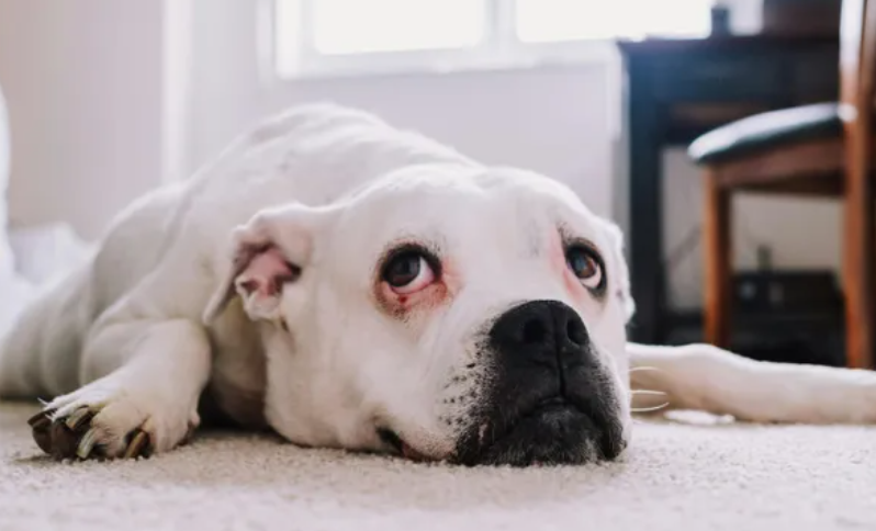 Ap&oacute;s suspeita de raiva, veterin&aacute;rios refor&ccedil;am cuidados com pets em Salvador.| Foto: Pixels