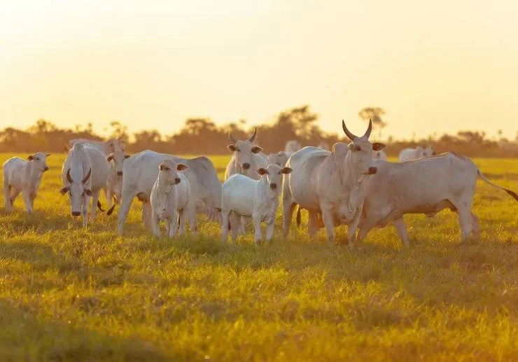 Você sabe qual a relação entre raças de bovinos e sabores da carne? Chef explica