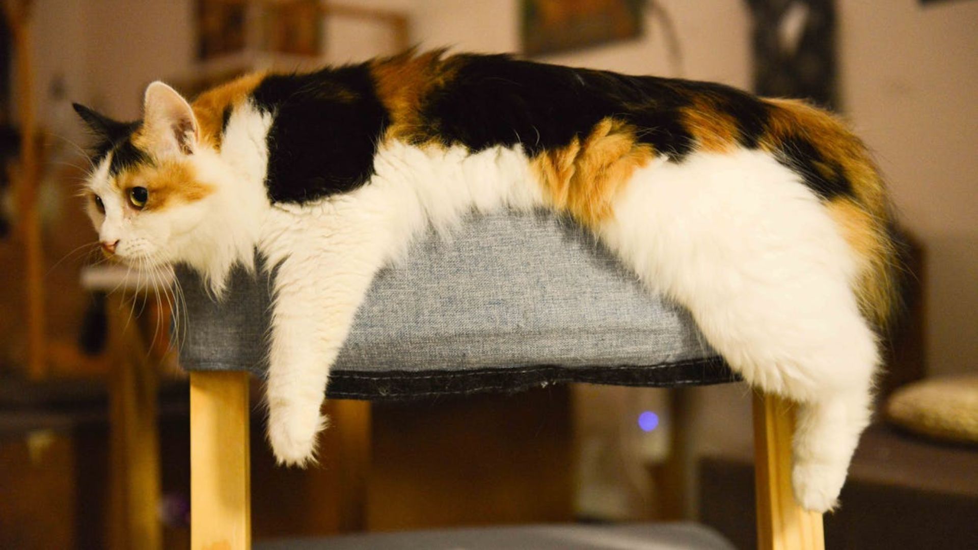 Remédio para emagrecimento pode ajudar gatos obesos | Foto: Cats Coming/Pexels